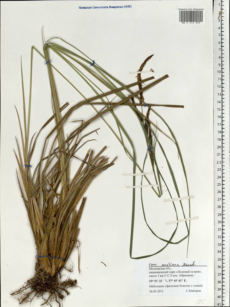 Carex elata subsp. omskiana (Meinsh.) Jalas, Eastern Europe, Moscow region (E4a) (Russia)