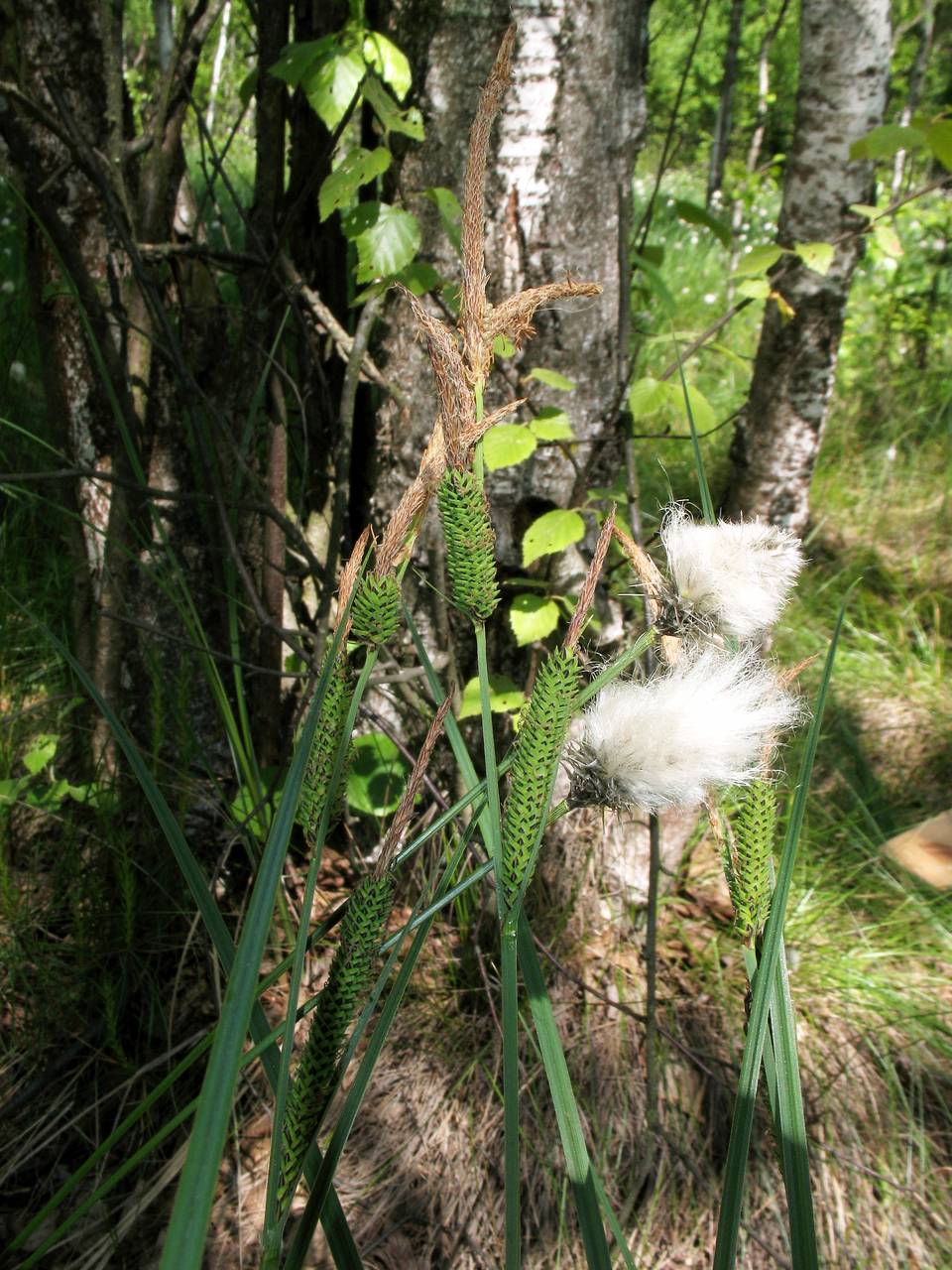 Carex elata subsp. omskiana (Meinsh.) Jalas, Eastern Europe, Moscow region (E4a) (Russia)