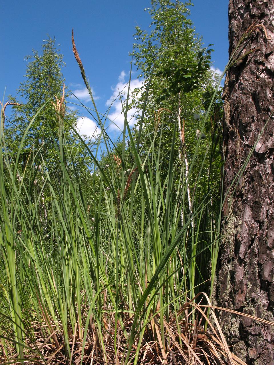 Carex elata subsp. omskiana (Meinsh.) Jalas, Eastern Europe, Moscow region (E4a) (Russia)