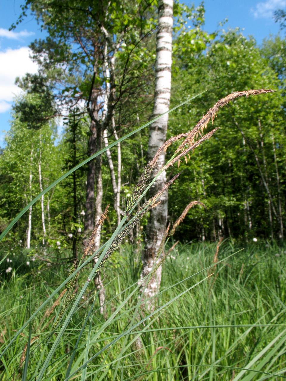 Carex elata subsp. omskiana (Meinsh.) Jalas, Eastern Europe, Moscow region (E4a) (Russia)