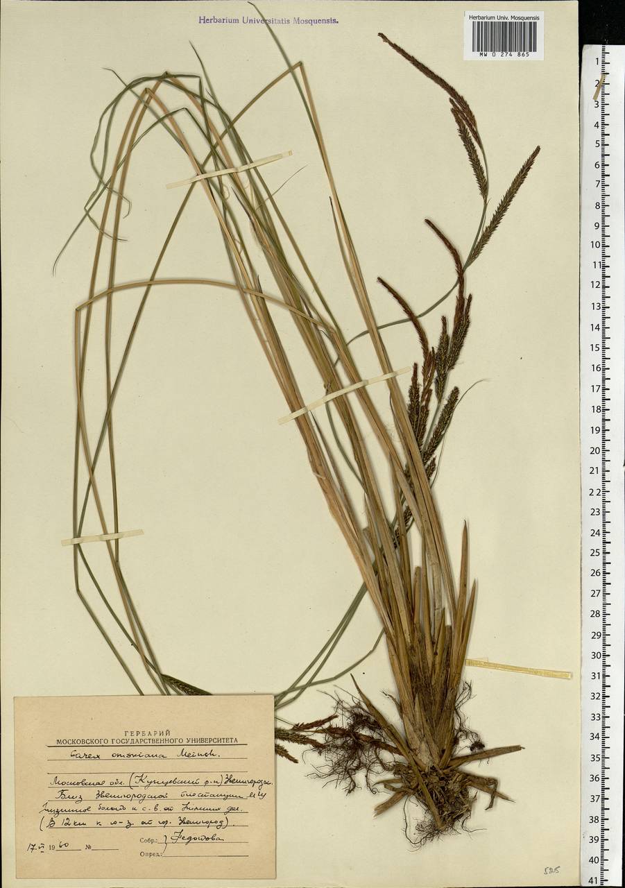 Carex elata subsp. omskiana (Meinsh.) Jalas, Eastern Europe, Moscow region (E4a) (Russia)