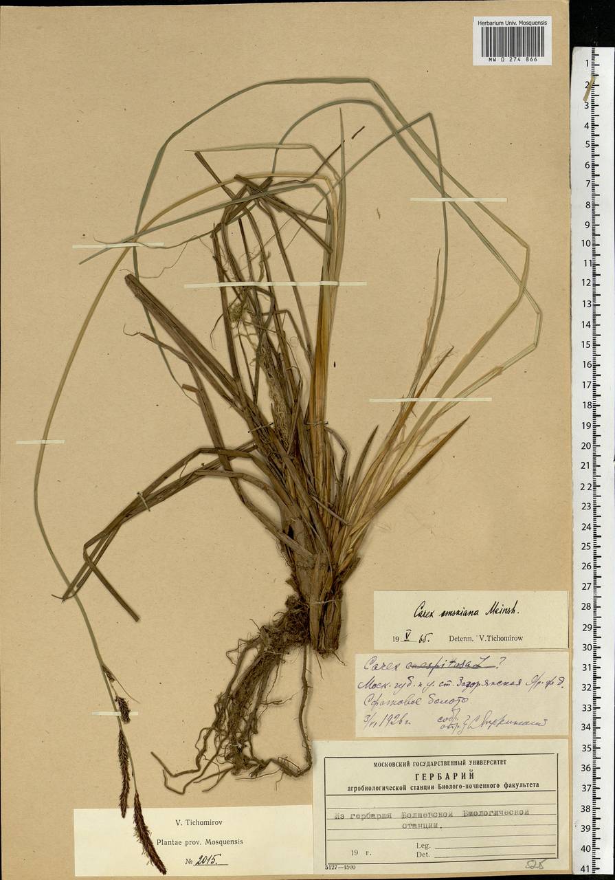 Carex elata subsp. omskiana (Meinsh.) Jalas, Eastern Europe, Moscow region (E4a) (Russia)