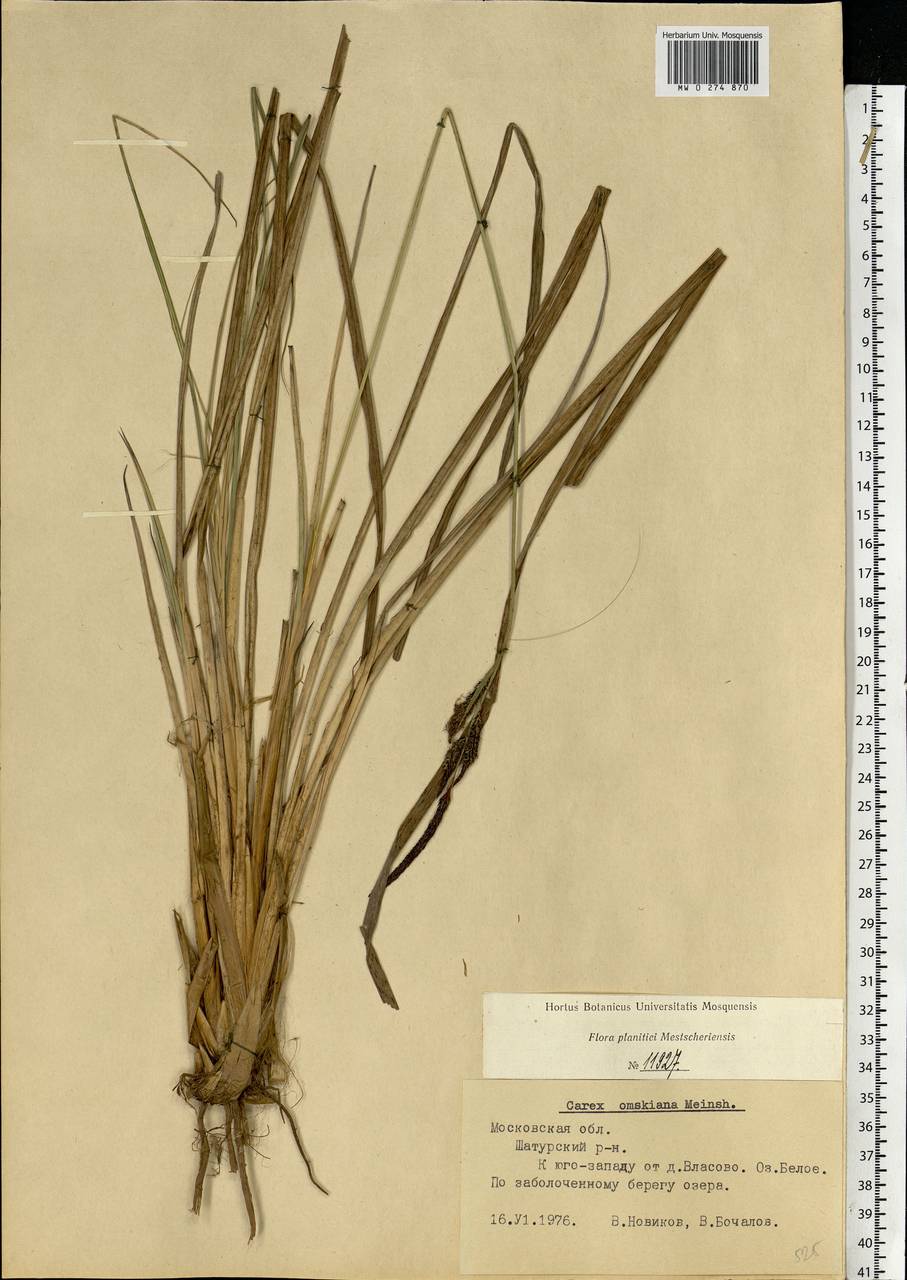 Carex elata subsp. omskiana (Meinsh.) Jalas, Eastern Europe, Moscow region (E4a) (Russia)