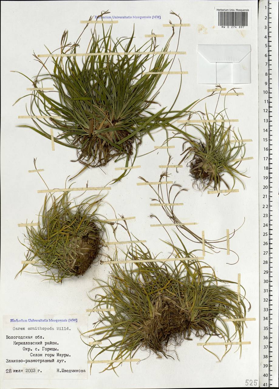 Carex ornithopoda Willd., Eastern Europe, Northern region (E1) (Russia)