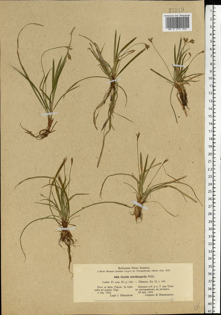 Carex ornithopoda Willd., Eastern Europe, North-Western region (E2) (Russia)