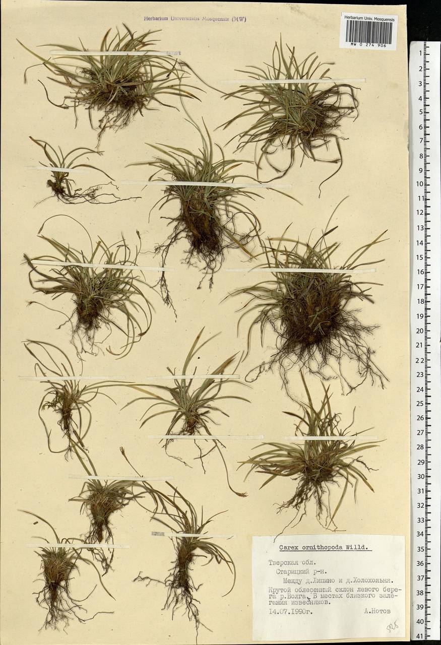 Carex ornithopoda Willd., Eastern Europe, North-Western region (E2) (Russia)