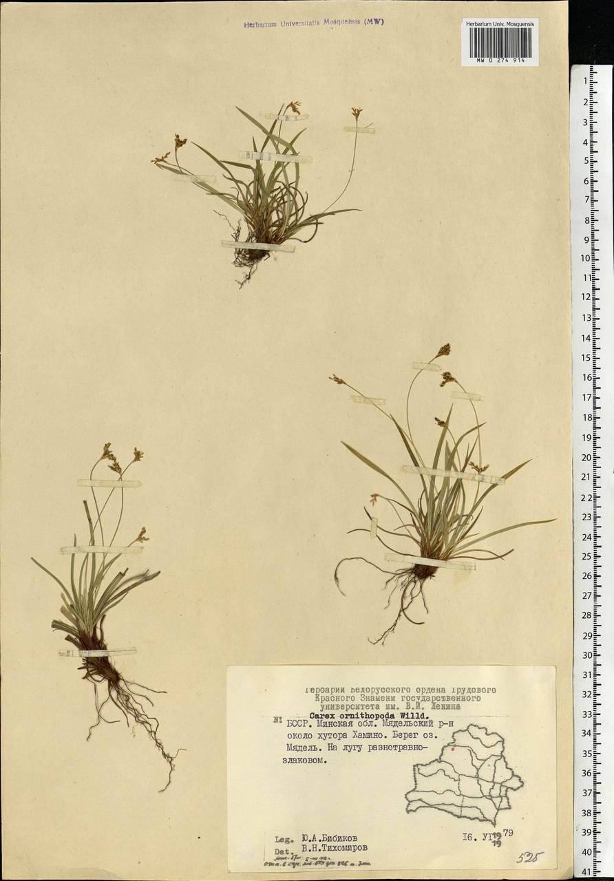 Carex ornithopoda Willd., Eastern Europe, Belarus (E3a) (Belarus)