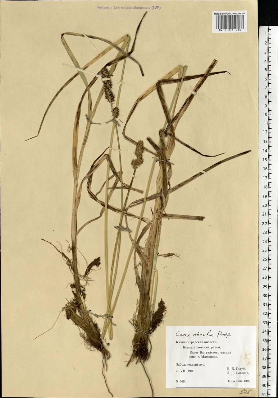 Carex otrubae Podp., Eastern Europe, North-Western region (E2) (Russia)