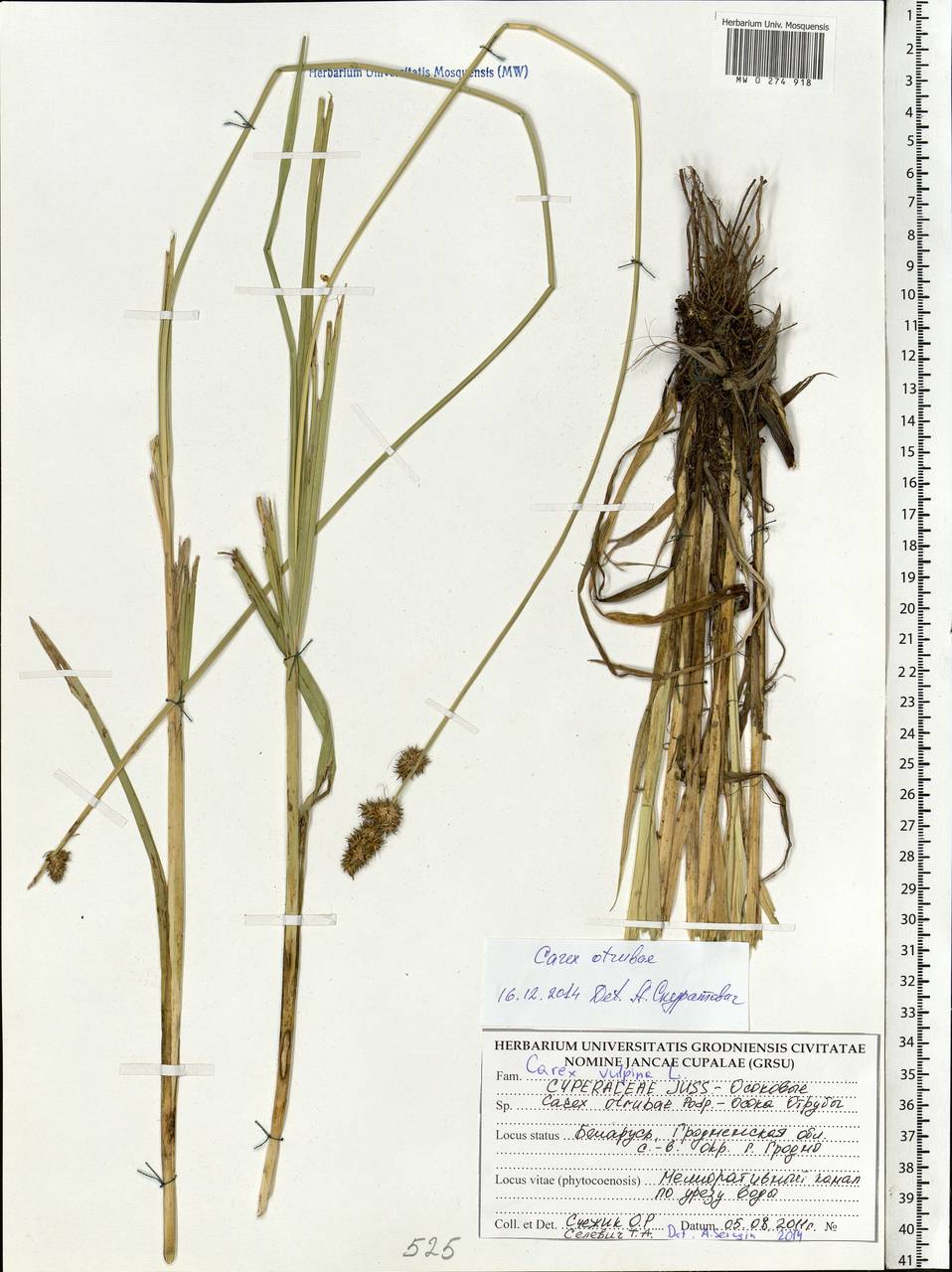 Carex otrubae Podp., Eastern Europe, Belarus (E3a) (Belarus)