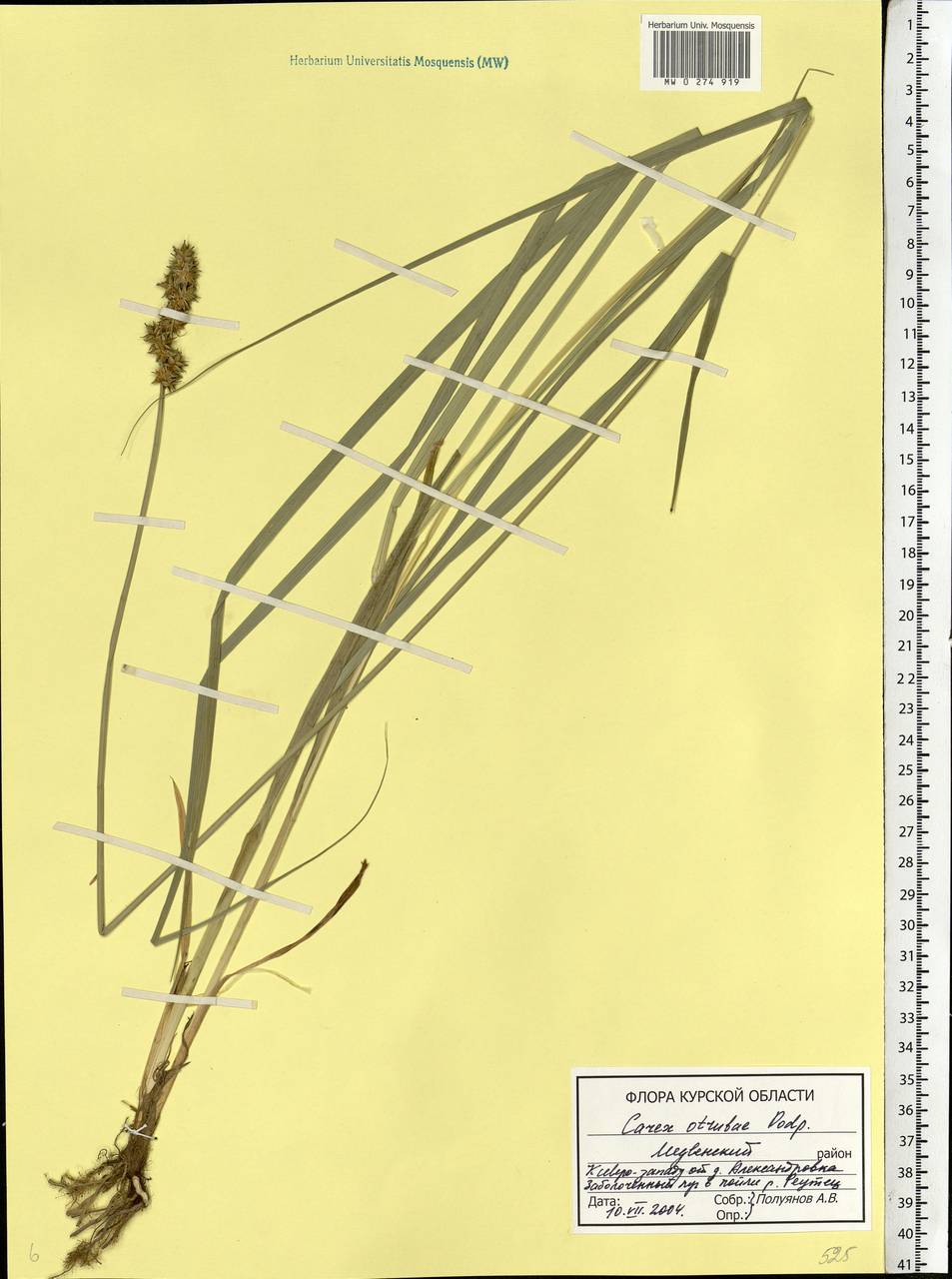 Carex otrubae Podp., Eastern Europe, Central forest-and-steppe region (E6) (Russia)
