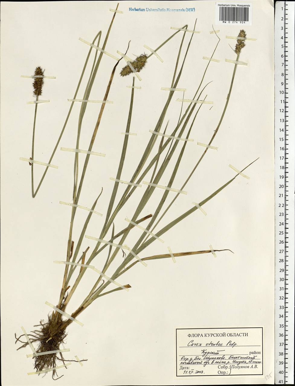 Carex otrubae Podp., Eastern Europe, Central forest-and-steppe region (E6) (Russia)