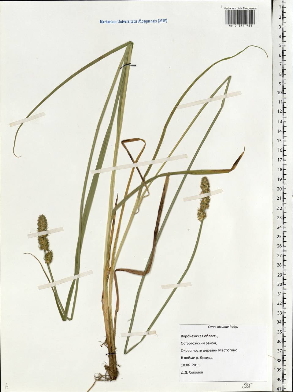 Carex otrubae Podp., Eastern Europe, Central forest-and-steppe region (E6) (Russia)