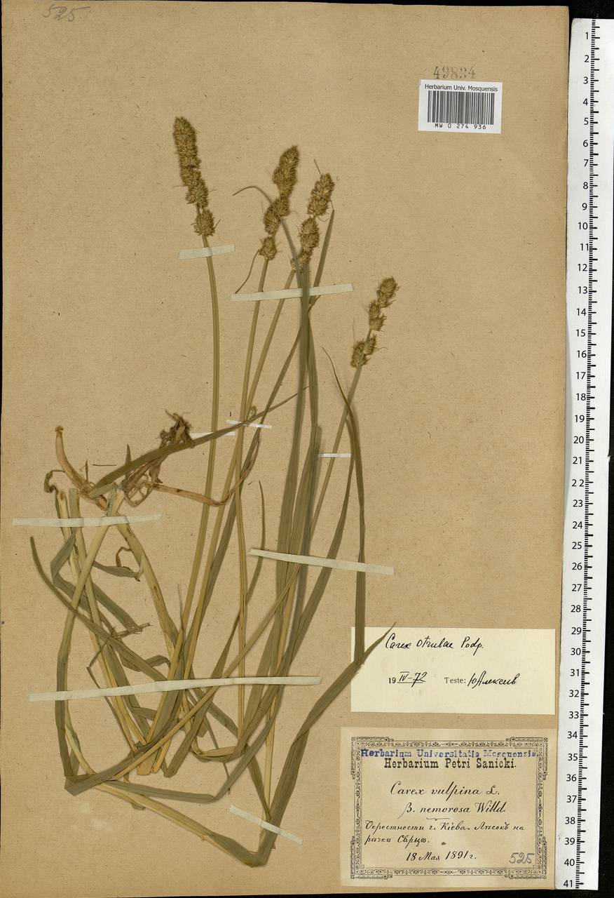 Carex otrubae Podp., Eastern Europe, North Ukrainian region (E11) (Ukraine)