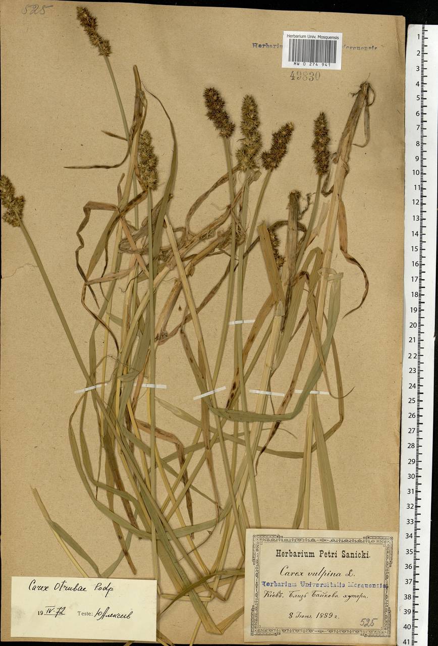 Carex otrubae Podp., Eastern Europe, North Ukrainian region (E11) (Ukraine)