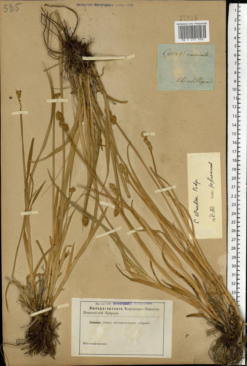 Carex otrubae Podp., Eastern Europe, South Ukrainian region (E12) (Ukraine)