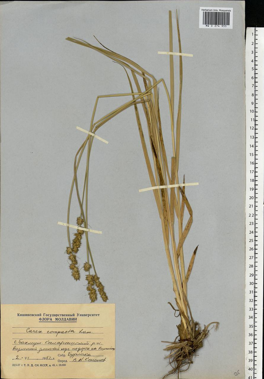 Carex otrubae Podp., Eastern Europe, Moldova (E13a) (Moldova)