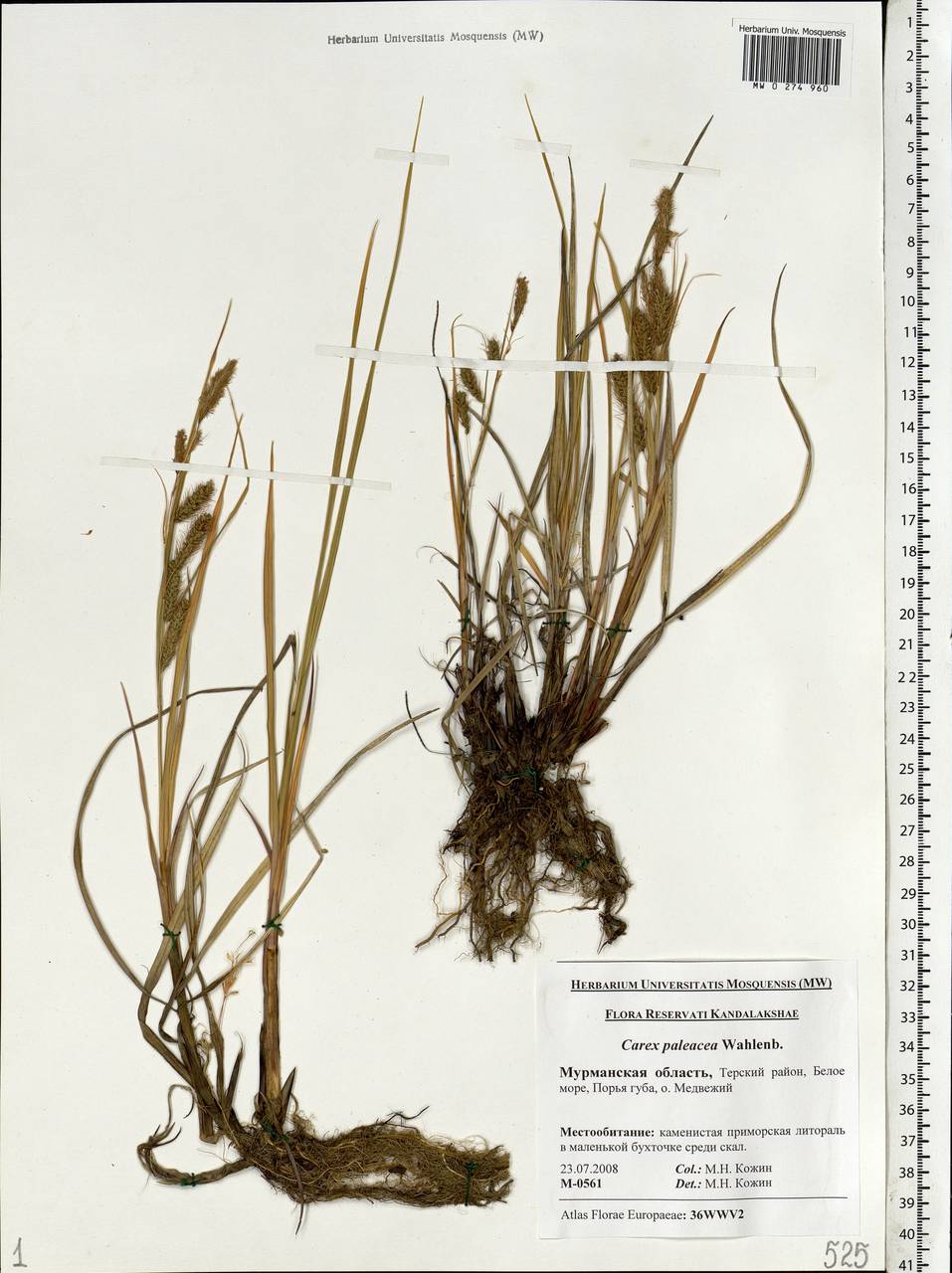 Carex paleacea Schreb. ex Wahlenb., Eastern Europe, Northern region (E1) (Russia)