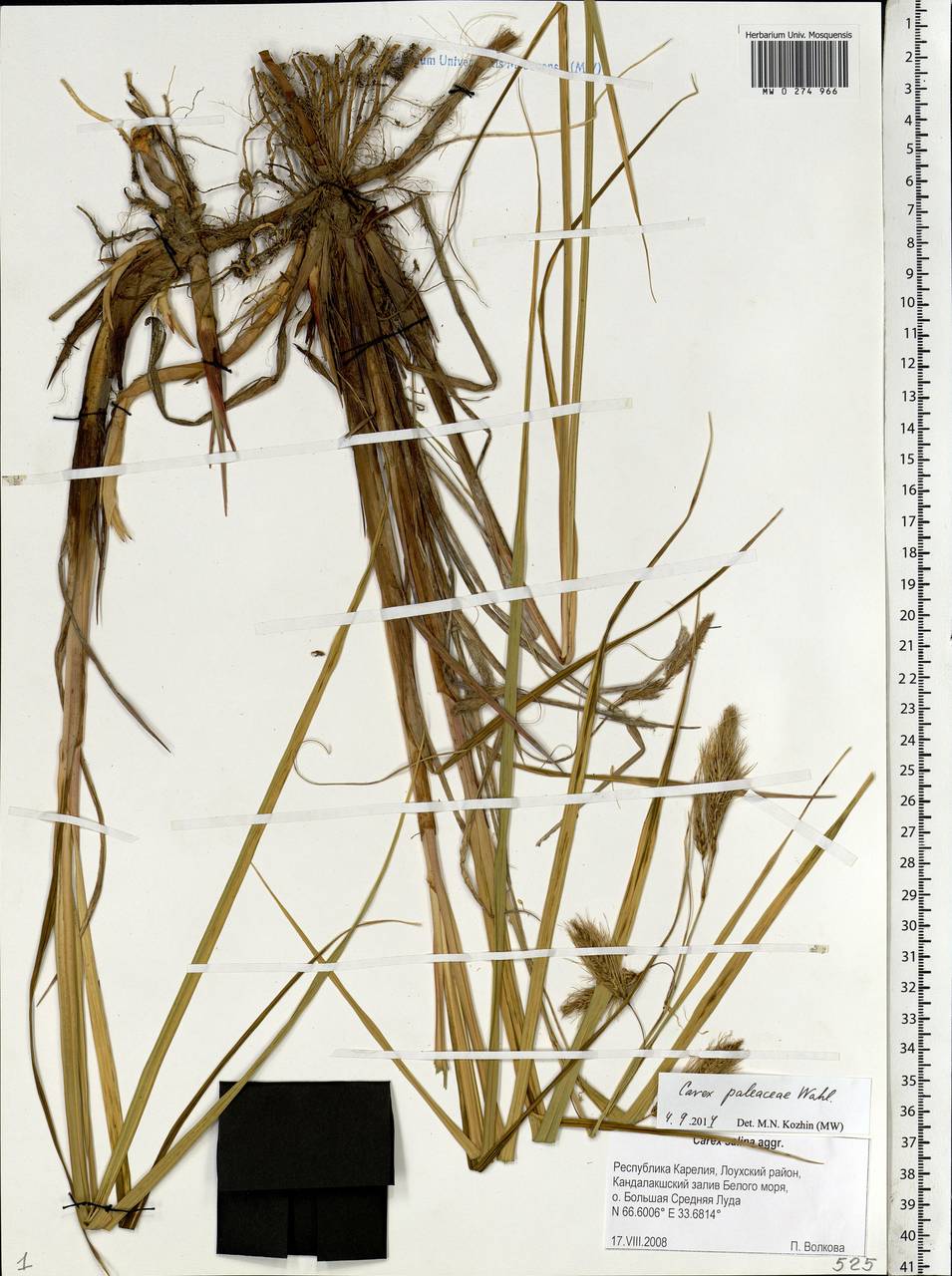 Carex paleacea Schreb. ex Wahlenb., Eastern Europe, Northern region (E1) (Russia)