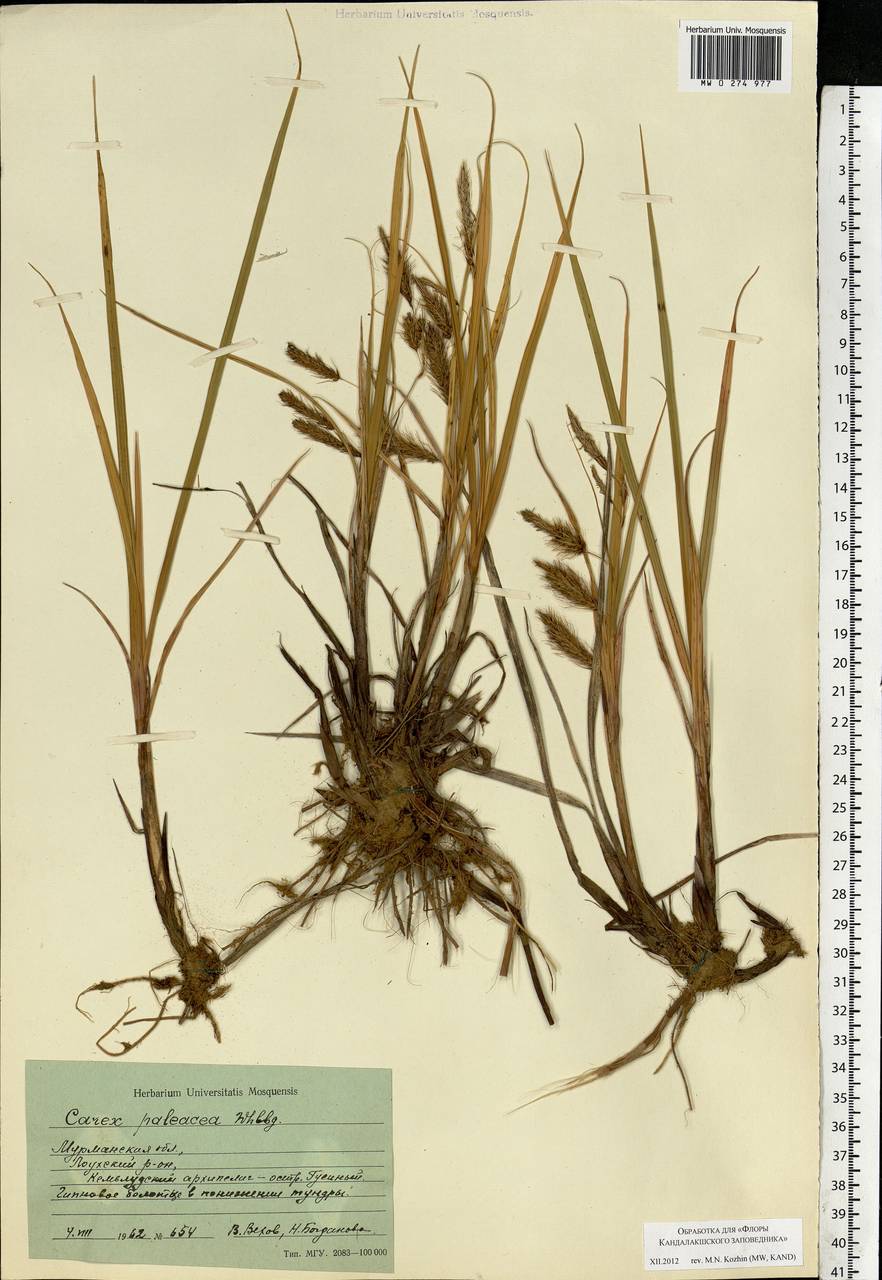 Carex paleacea Schreb. ex Wahlenb., Eastern Europe, Northern region (E1) (Russia)