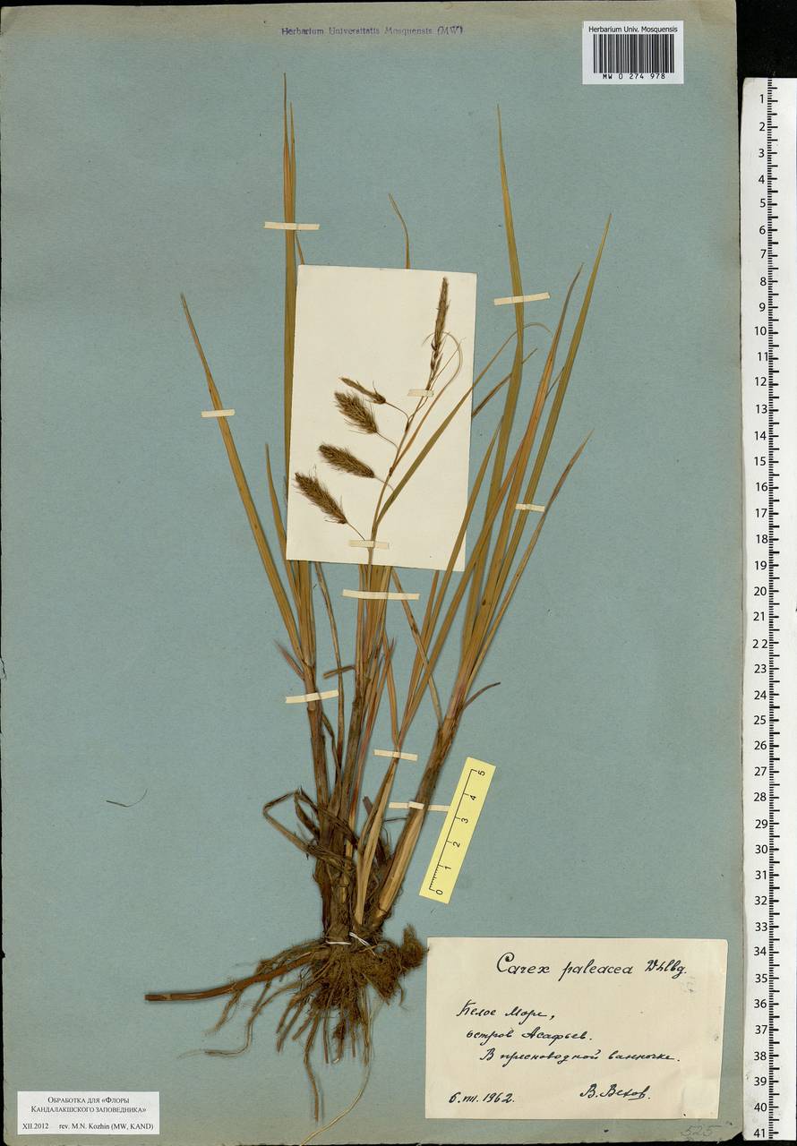 Carex paleacea Schreb. ex Wahlenb., Eastern Europe, Northern region (E1) (Russia)