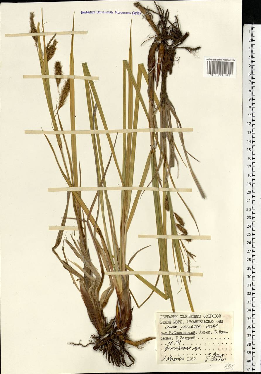Carex paleacea Schreb. ex Wahlenb., Eastern Europe, Northern region (E1) (Russia)