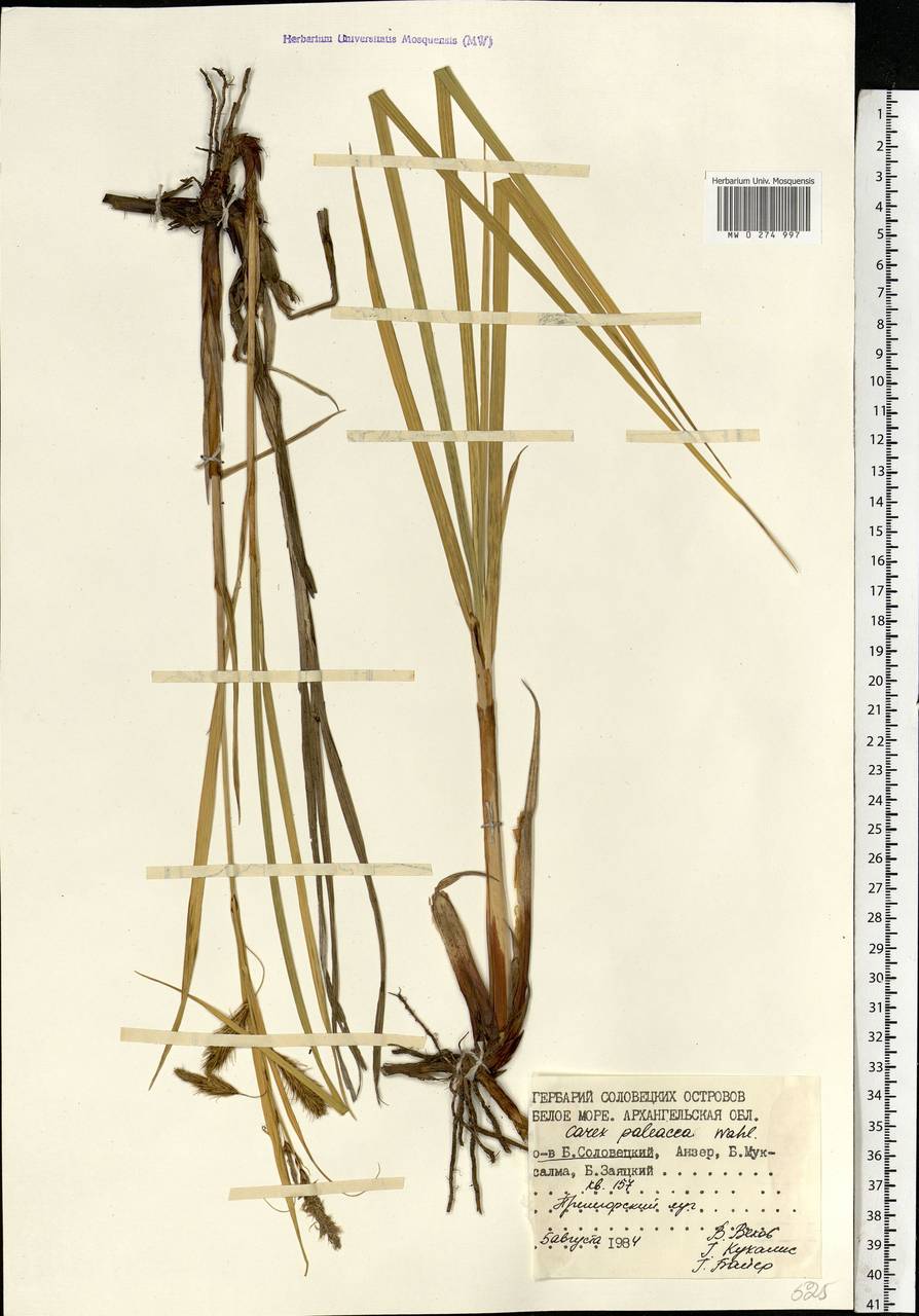 Carex paleacea Schreb. ex Wahlenb., Eastern Europe, Northern region (E1) (Russia)