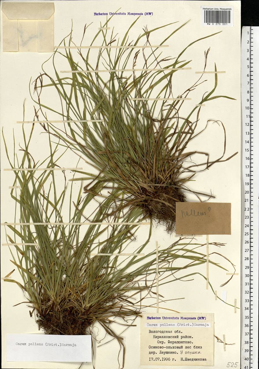Carex pallidula Harmaja, Eastern Europe, Northern region (E1) (Russia)