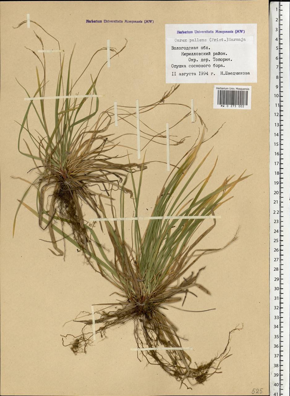 Carex pallidula Harmaja, Eastern Europe, Northern region (E1) (Russia)