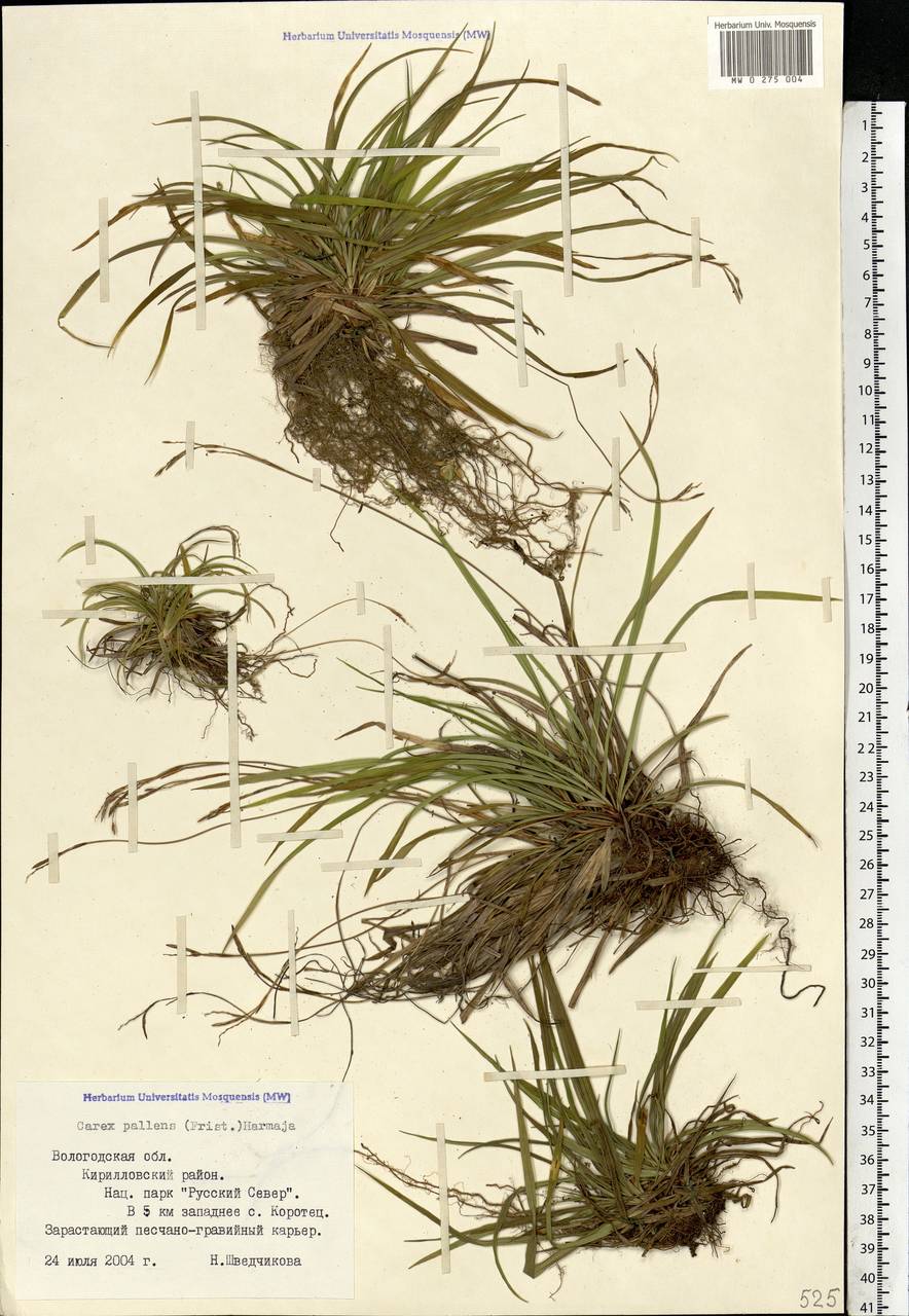Carex pallidula Harmaja, Eastern Europe, Northern region (E1) (Russia)