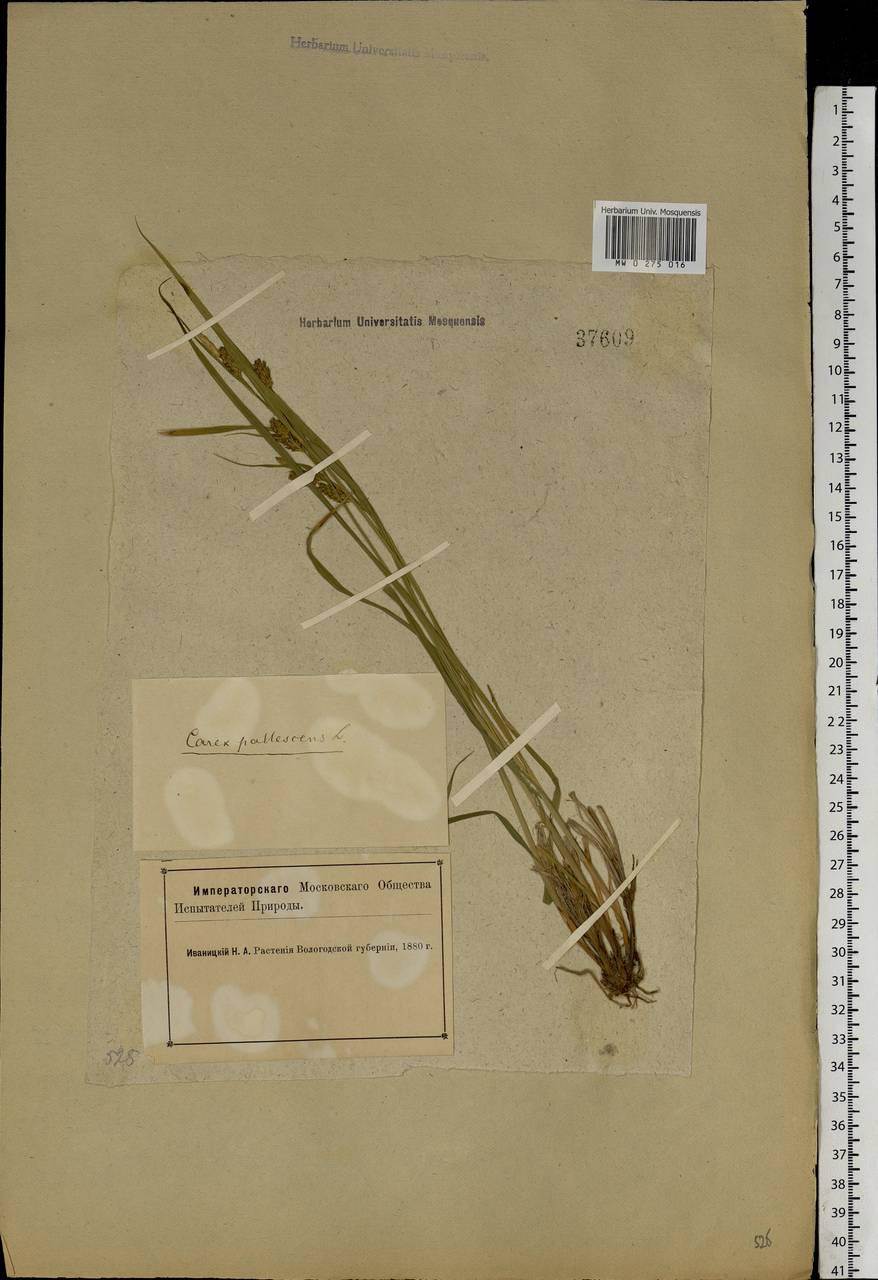 Carex pallescens L., Eastern Europe, Northern region (E1) (Russia)