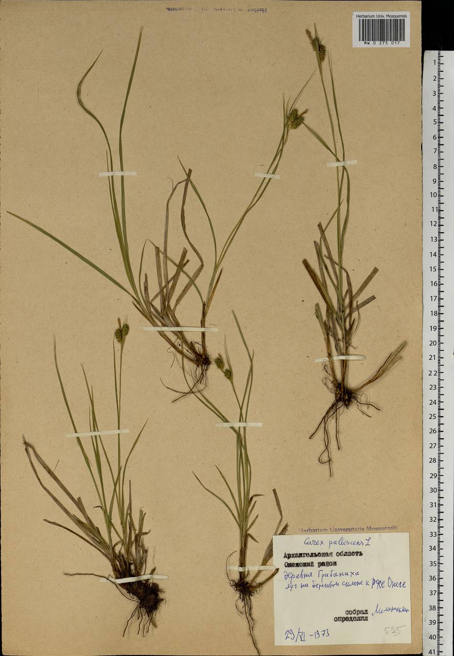 Carex pallescens L., Eastern Europe, Northern region (E1) (Russia)