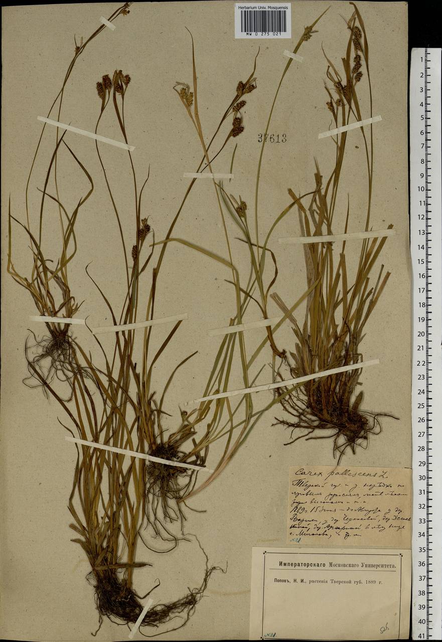 Carex pallescens L., Eastern Europe, North-Western region (E2) (Russia)