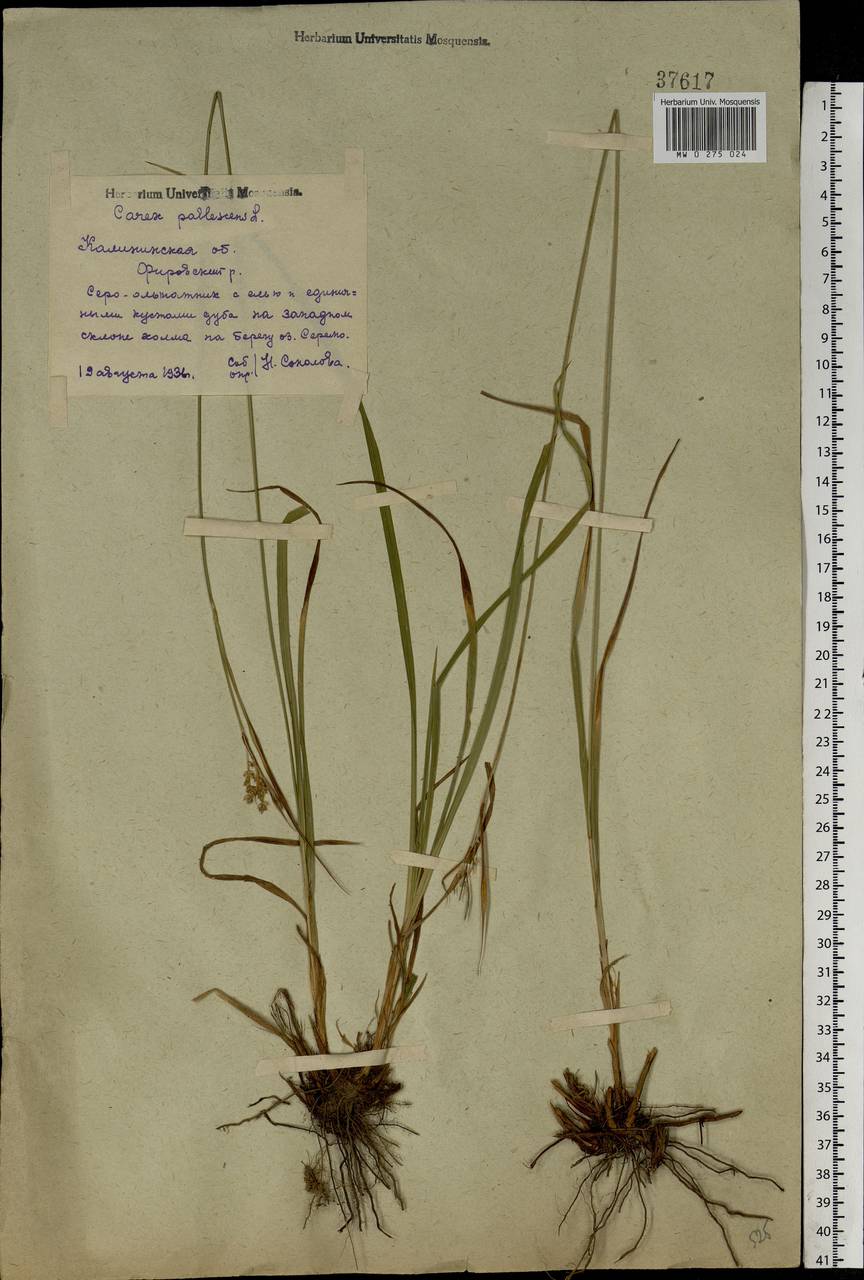 Carex pallescens L., Eastern Europe, North-Western region (E2) (Russia)