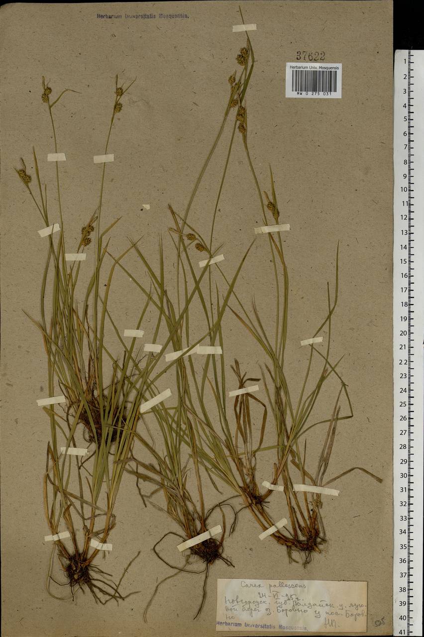 Carex pallescens L., Eastern Europe, North-Western region (E2) (Russia)