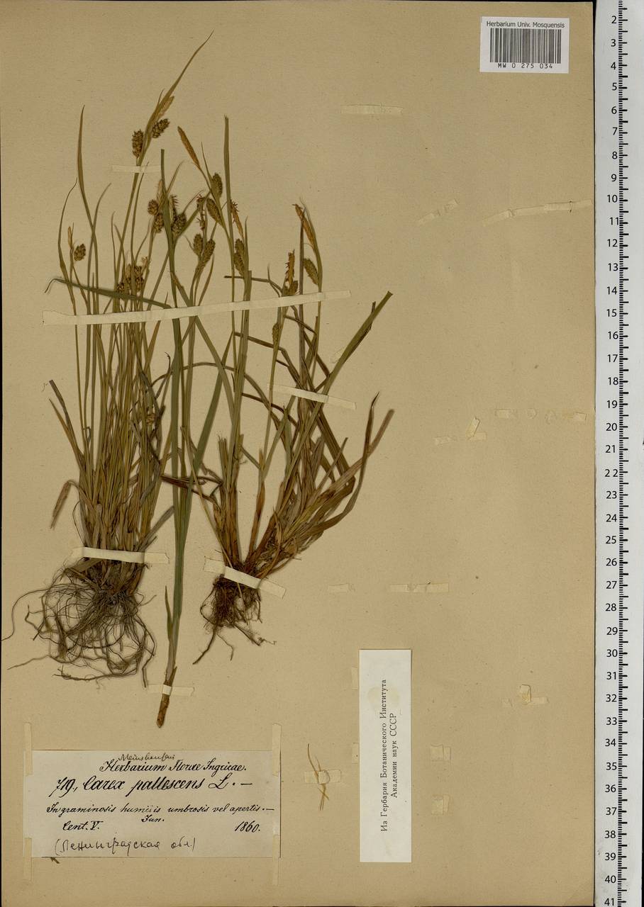 Carex pallescens L., Eastern Europe, North-Western region (E2) (Russia)