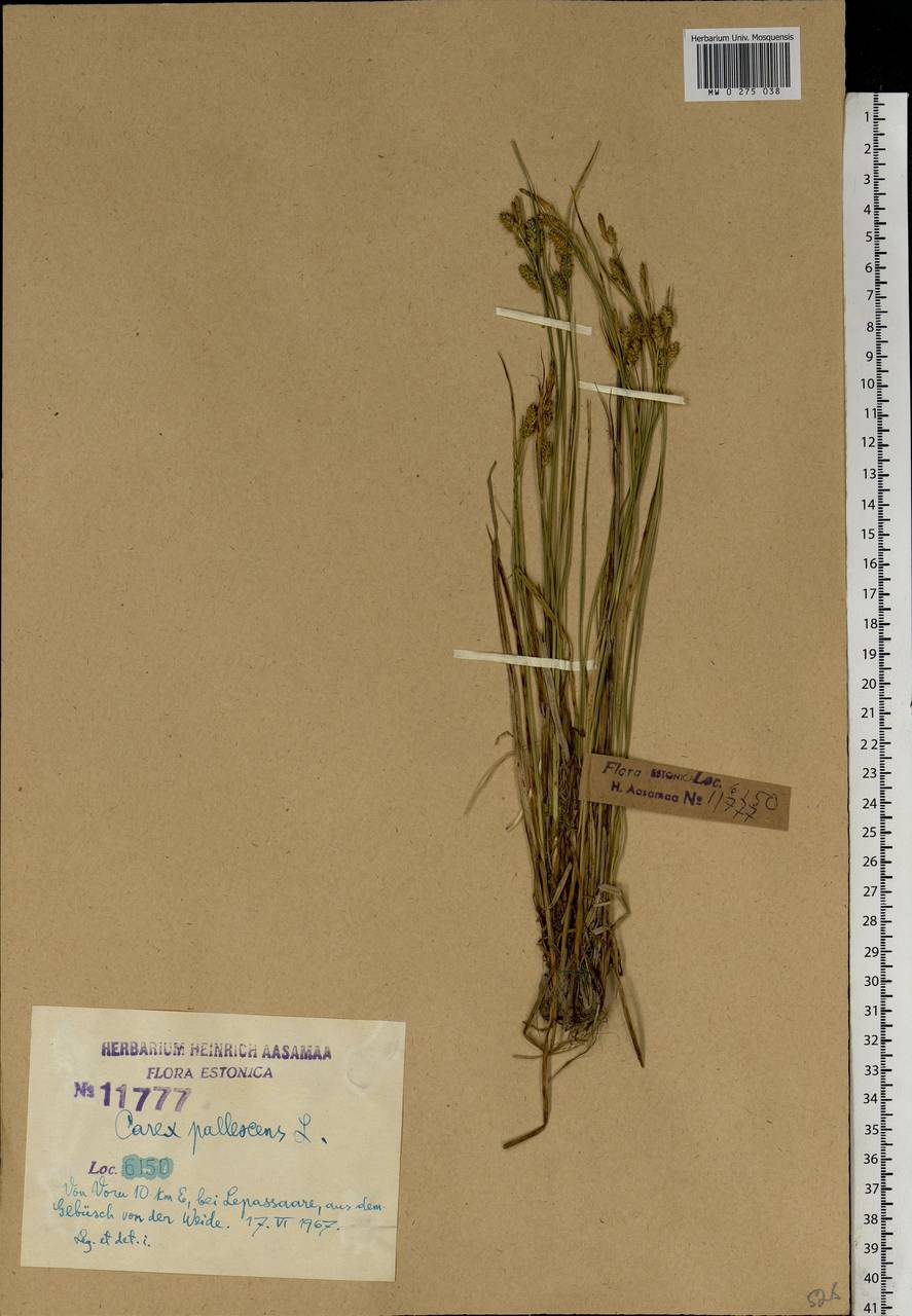 Carex pallescens L., Eastern Europe, Estonia (E2c) (Estonia)
