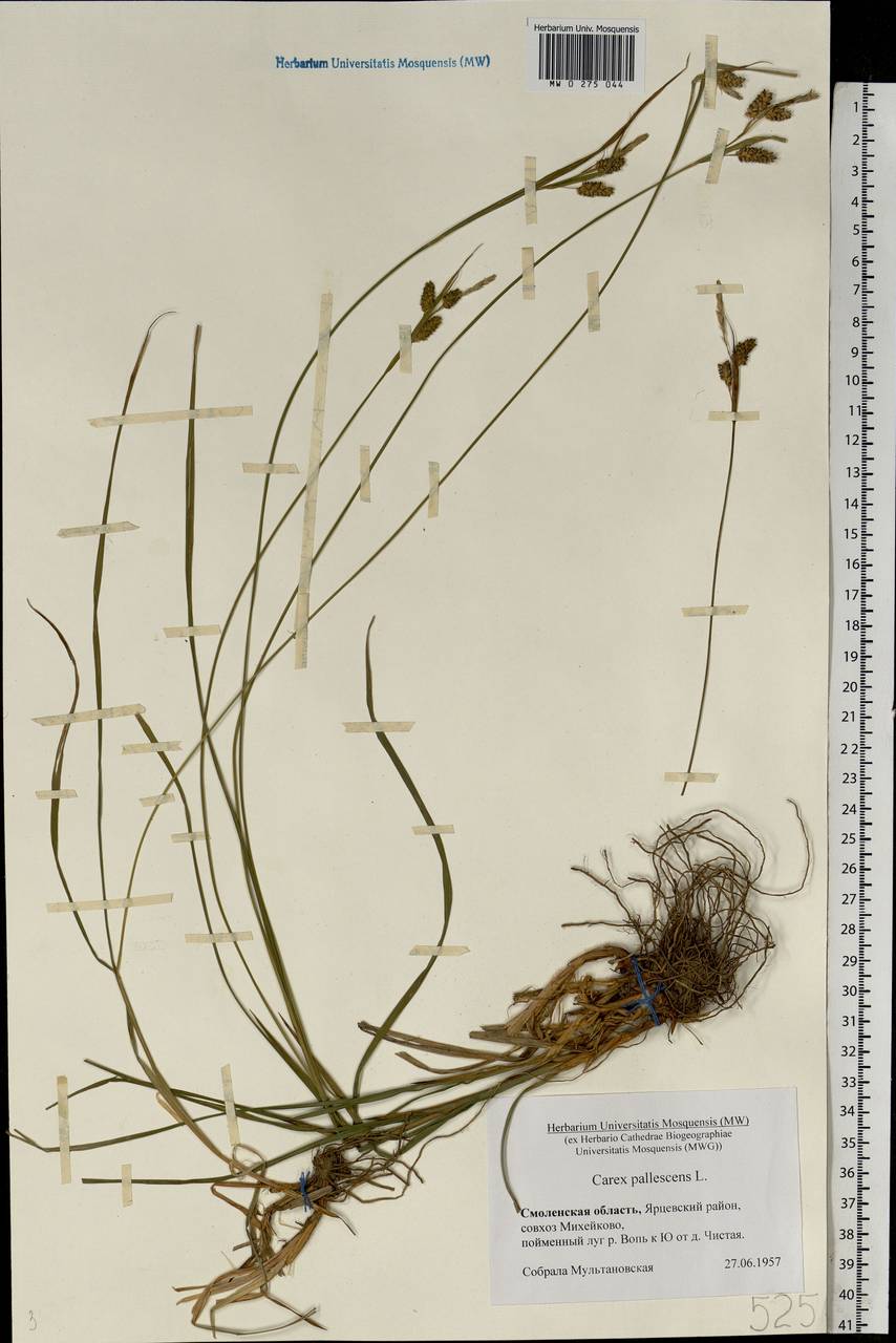 Carex pallescens L., Eastern Europe, Western region (E3) (Russia)