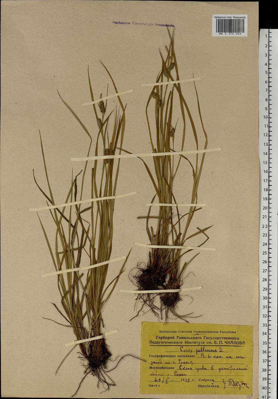 Carex pallescens L., Eastern Europe, Belarus (E3a) (Belarus)