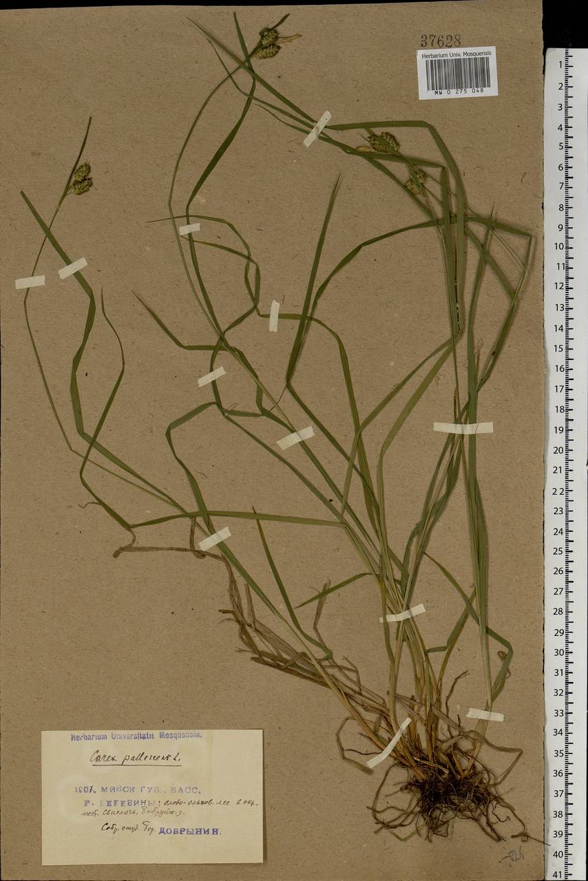 Carex pallescens L., Eastern Europe, Belarus (E3a) (Belarus)