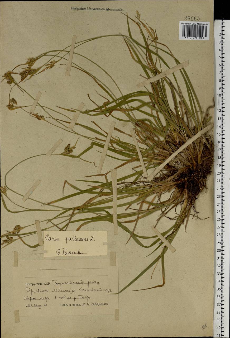 Carex pallescens L., Eastern Europe, Belarus (E3a) (Belarus)