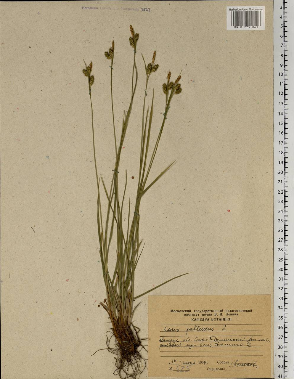 Carex pallescens L., Eastern Europe, Central region (E4) (Russia)
