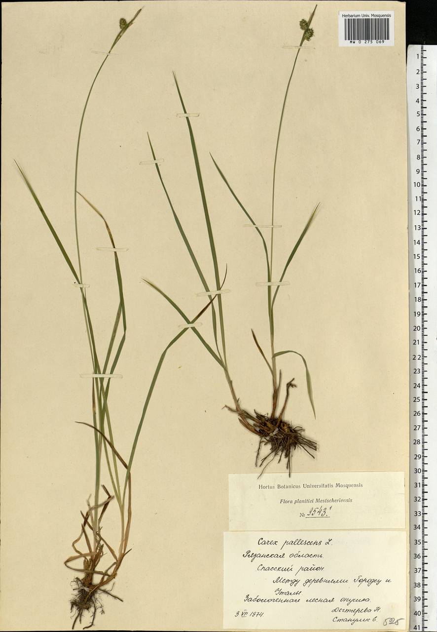 Carex pallescens L., Eastern Europe, Central region (E4) (Russia)