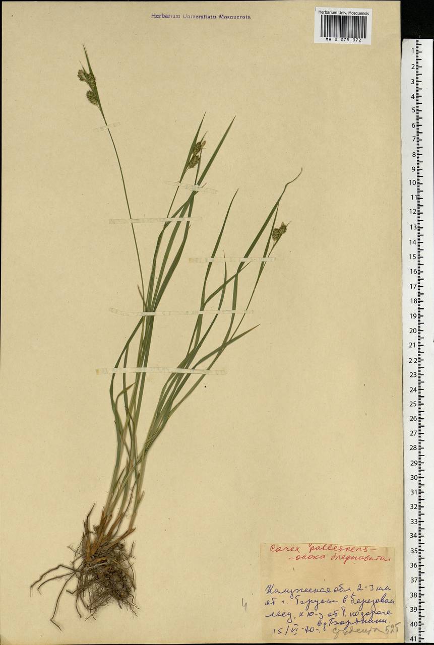 Carex pallescens L., Eastern Europe, Central region (E4) (Russia)
