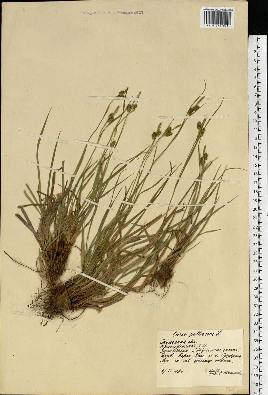 Carex pallescens L., Eastern Europe, Central region (E4) (Russia)
