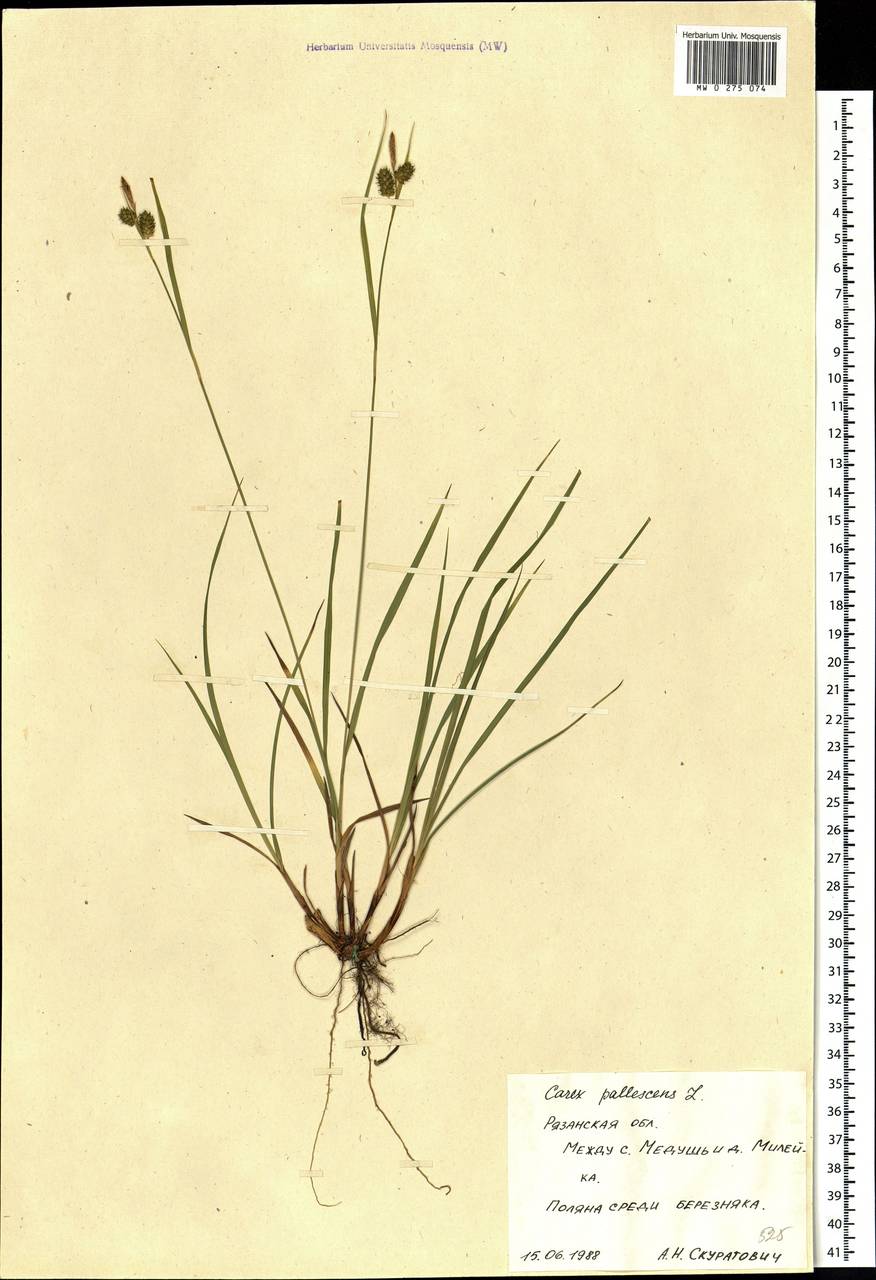 Carex pallescens L., Eastern Europe, Central region (E4) (Russia)