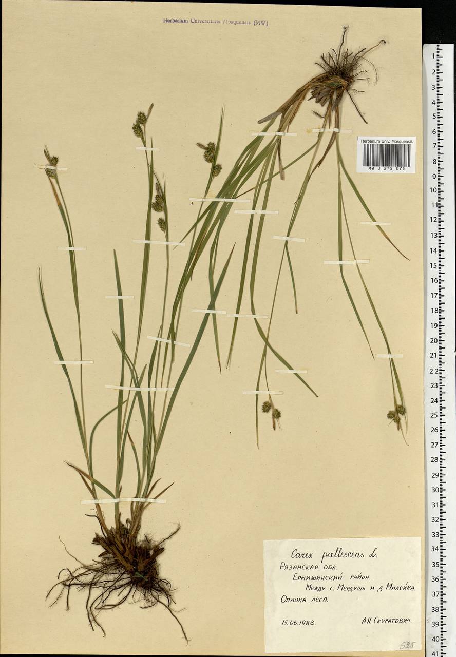 Carex pallescens L., Eastern Europe, Central region (E4) (Russia)