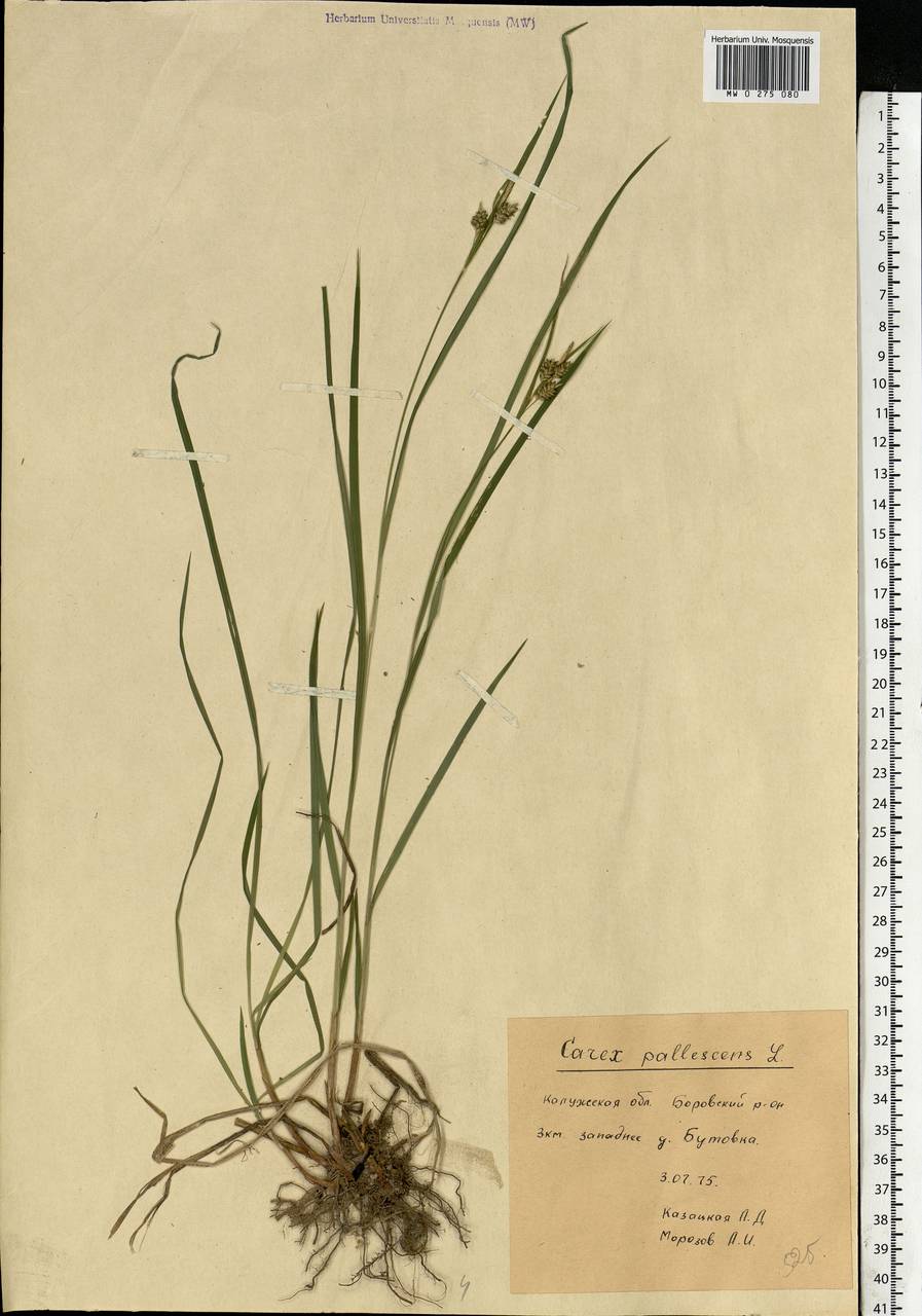 Carex pallescens L., Eastern Europe, Central region (E4) (Russia)