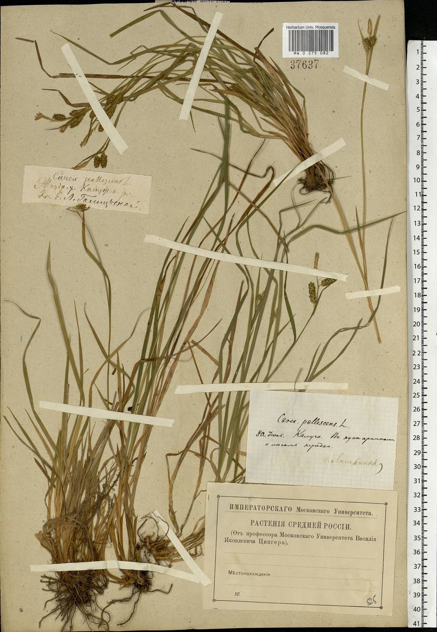 Carex pallescens L., Eastern Europe, Central region (E4) (Russia)