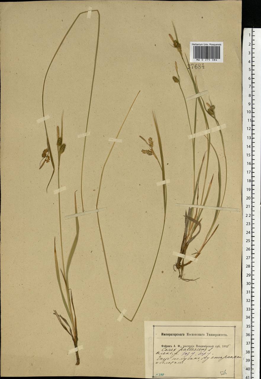 Carex pallescens L., Eastern Europe, Central region (E4) (Russia)