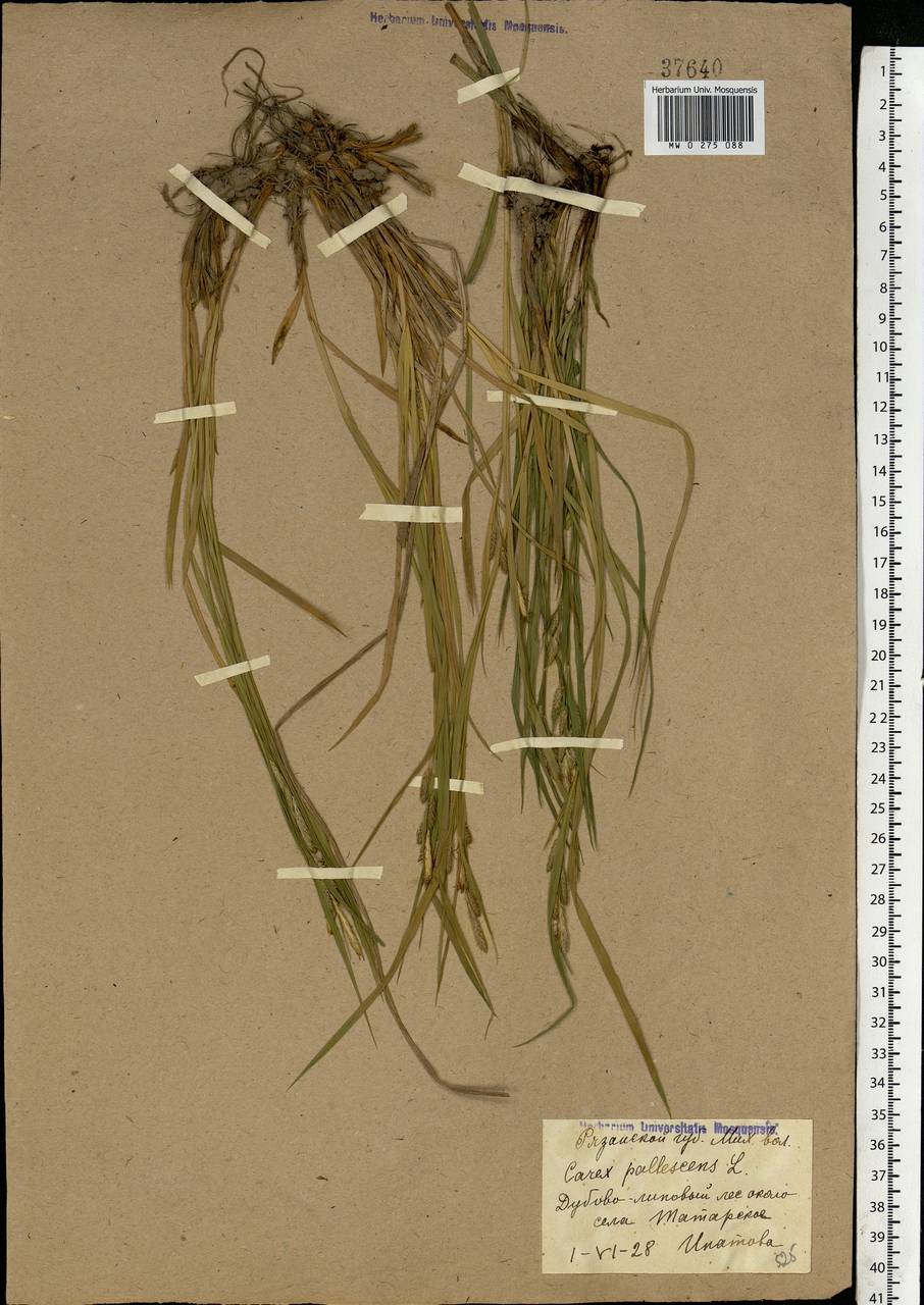 Carex pallescens L., Eastern Europe, Central region (E4) (Russia)
